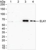 ELK1 Antibody in Western Blot (WB)