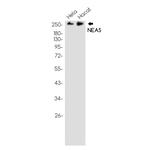 SPTAN1 Antibody in Western Blot (WB)