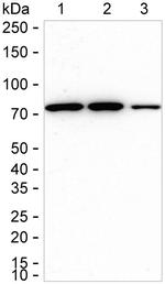 HSPA2 Antibody in Western Blot (WB)