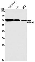 HSPA2 Antibody in Western Blot (WB)