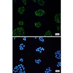 KCTD9 Recombinant Rabbit Monoclonal Antibody (K01_1T23)