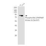 Phospho-RSK2 (Ser227) Antibody in Western Blot (WB)