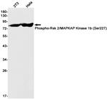 Phospho-RSK2 (Ser227) Recombinant Rabbit Monoclonal Antibody (K01_1X96)
