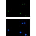DLX4 Recombinant Rabbit Monoclonal Antibody (K01_1Q46)