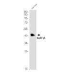 MAT1A Antibody in Western Blot (WB)