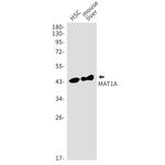 MAT1A Recombinant Rabbit Monoclonal Antibody (K01_1T66)
