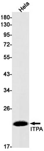 ITPA Antibody in Western Blot (WB)