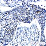 PRC1 Recombinant Rabbit Monoclonal Antibody (K01_1X06)