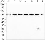 PRC1 Antibody in Western Blot (WB)