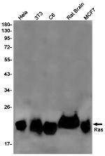 N-Ras Antibody in Western Blot (WB)