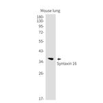 STX16 Antibody in Western Blot (WB)