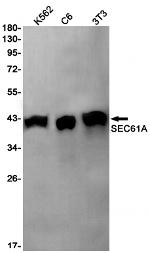 SEC61alpha Antibody in Western Blot (WB)