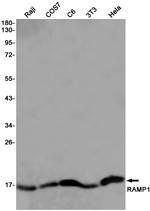 RAMP1 Antibody in Western Blot (WB)