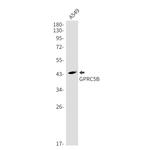 GPRC5B Antibody in Western Blot (WB)