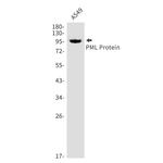 PML Antibody in Western Blot (WB)
