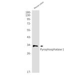 PPA1 Antibody in Western Blot (WB)