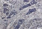 S6 Antibody in Immunohistochemistry (Paraffin) (IHC (P))