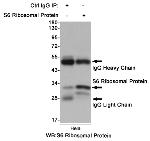 S6 Antibody in Immunoprecipitation (IP)