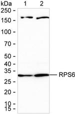 S6 Antibody in Western Blot (WB)