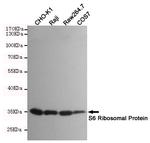 S6 Antibody in Western Blot (WB)