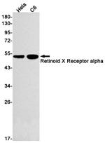 RXRA Antibody in Western Blot (WB)
