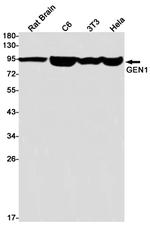 GEN1 Recombinant Rabbit Monoclonal Antibody (K01_1R62)
