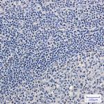 SRSF2 Antibody in Immunohistochemistry (Paraffin) (IHC (P))