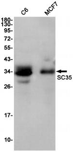 SRSF2 Antibody in Western Blot (WB)