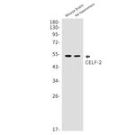 CUG-BP2 Antibody in Western Blot (WB)