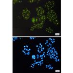 PDLIM1 Antibody in Immunocytochemistry (ICC/IF)