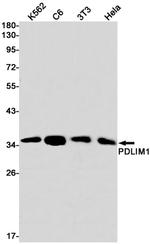 PDLIM1 Antibody in Western Blot (WB)