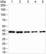 NPM1 Antibody in Western Blot (WB)