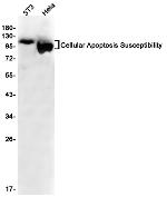 CAS Recombinant Rabbit Monoclonal Antibody (K01_1P47)