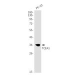 TCEA1 Antibody in Western Blot (WB)