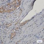 NEK9 Antibody in Immunohistochemistry (Paraffin) (IHC (P))