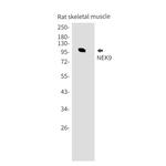 NEK9 Antibody in Western Blot (WB)