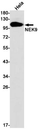 NEK9 Antibody in Western Blot (WB)