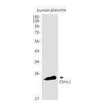 CSHL1 Recombinant Rabbit Monoclonal Antibody (K01_1P85)