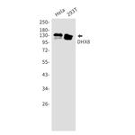 DHX8 Recombinant Rabbit Monoclonal Antibody (K01_1Q41)