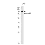 RAP1GAP Antibody in Western Blot (WB)