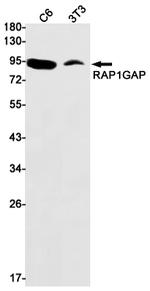 RAP1GAP Antibody in Western Blot (WB)