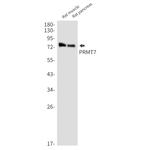 PRMT7 Antibody in Western Blot (WB)