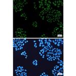 HP1 alpha Recombinant Rabbit Monoclonal Antibody (K01_1S46)