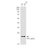 HP1 alpha Antibody in Western Blot (WB)