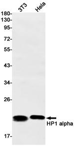 HP1 alpha Antibody in Western Blot (WB)