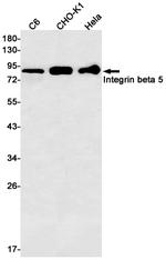 ITGB5 Antibody in Western Blot (WB)