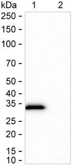 IGFBP-1 Antibody in Western Blot (WB)