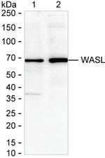 N-WASP Antibody in Western Blot (WB)