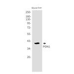 PON1 Recombinant Rabbit Monoclonal Antibody (K01_1W94)