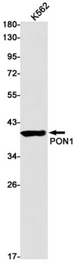 PON1 Antibody in Western Blot (WB)